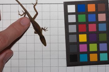 Media type: image;   Herpetology R-186853
